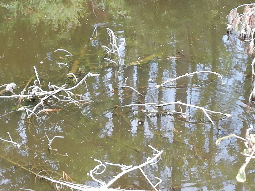 IMG_20190527_123317_20190527141140