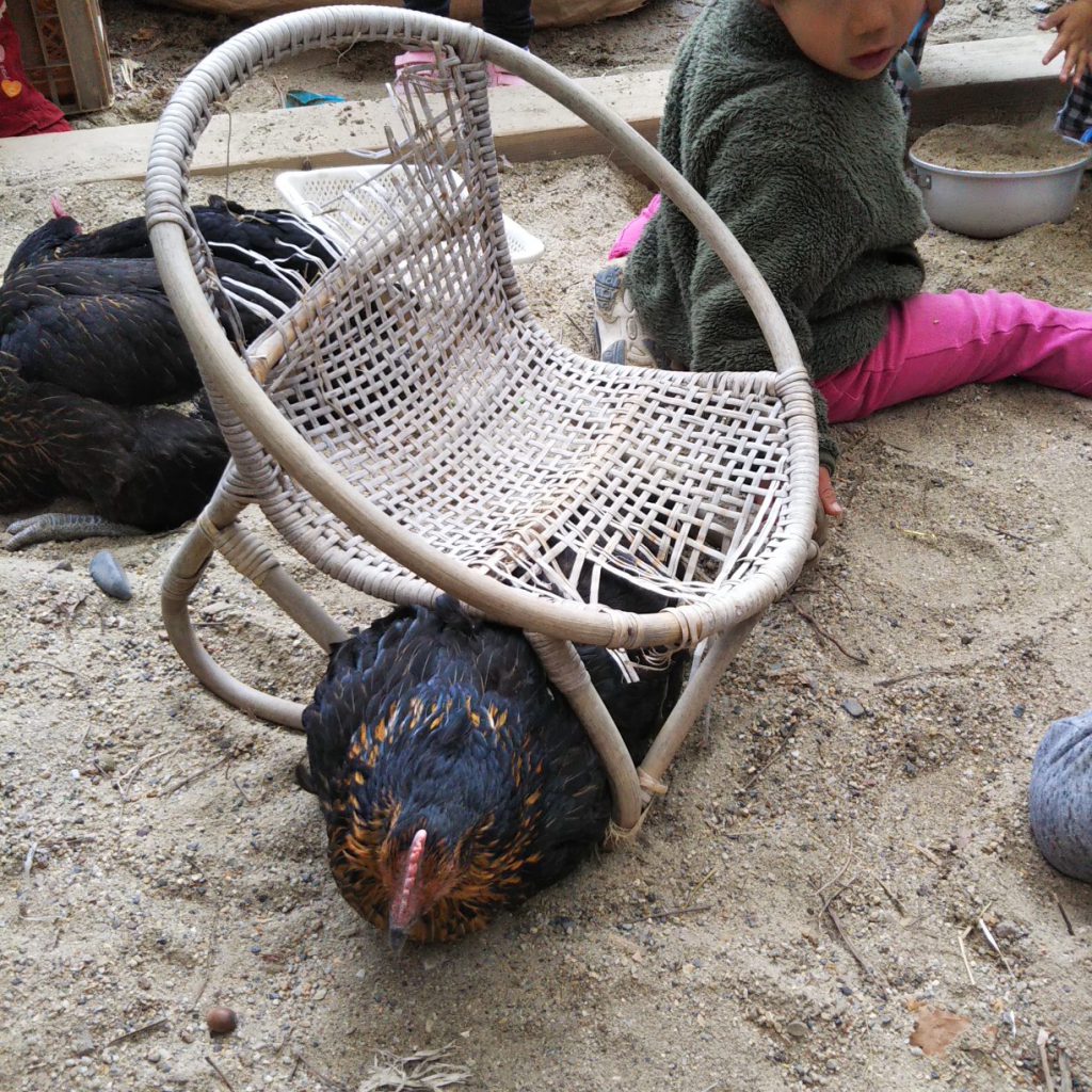動物たちも 元気です 年2月29日 てんとうむし幼児園 京都府京田辺市の保育園 自然と共に 少人数による縦割り保育